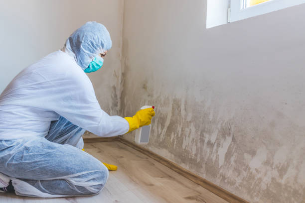 Licensed Basement Mold Remediation service in Fair Haven, NJ - Car Mold Remediation