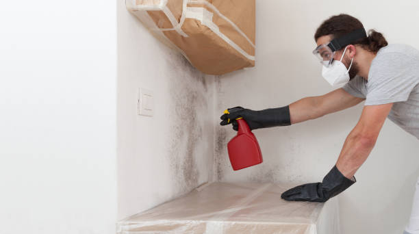 Professional Basement Mold Remediation technician working in Fair Haven, NJ